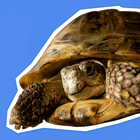 Želvířina politická bojovka